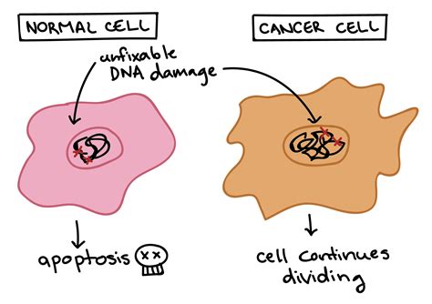 Cancer Cell Vs Normal Cell