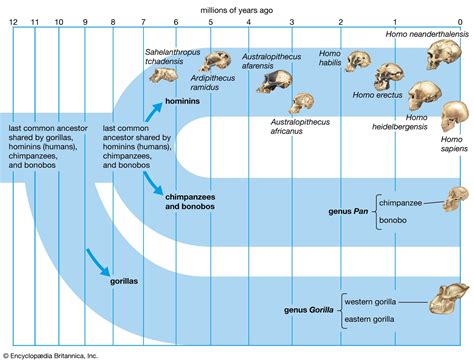 Human evolution - Tooth Reduction, Bipedalism, Brain Size | Britannica