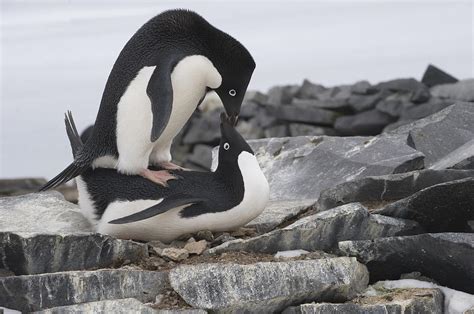 Adelie Penguins Mating Antarctica Photograph by Flip Nicklin - Fine Art ...