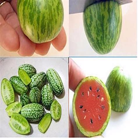 Mini Watermelon Seeds — USA Garden Center