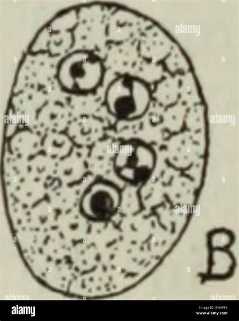 Endolimax nana hi-res stock photography and images - Alamy