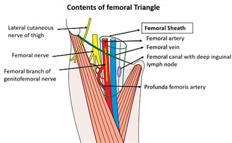 Femoral Triangle - Boundaries , structures forming floor and roof and ...