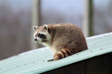 The Variety of Deciduous Forest Animals is Truly Mind-Boggling