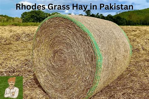 Rhodes Grass Hay - AgriThing.com