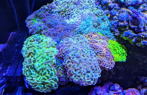 The Ultimate Hammer Coral Care Guide | Reef Tank Advisor