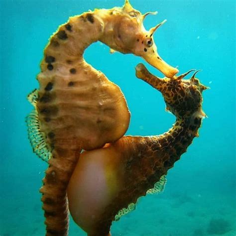 Long-snouted seahorse: A wild species of fish threatened with ...