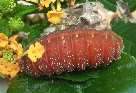 Pre-Pupal Luna Moth Caterpillar - What's That Bug?