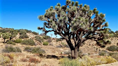 Giant Joshua Tree | California desert, Joshua tree, California