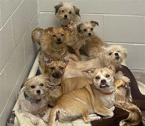 Humane Society Saves 80 Dogs From Ohio House in its Largest Rescue