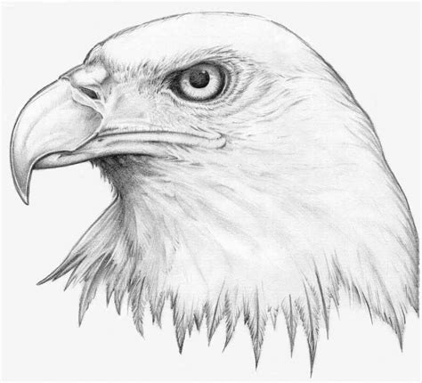 Bald Eagle Pencil Drawing at GetDrawings | Free download