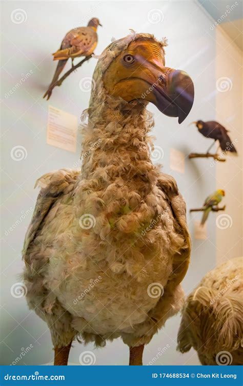 Dodo Bird Model Display in the Natural History Museum Editorial Stock ...