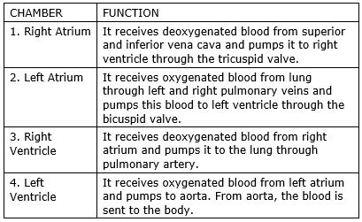 Name four chambers of human heart. State one function of each chamber ...