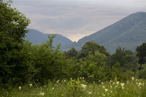 Lepsa Vrancea Mountains,sunset Stock Image - Image of mountain, flower ...