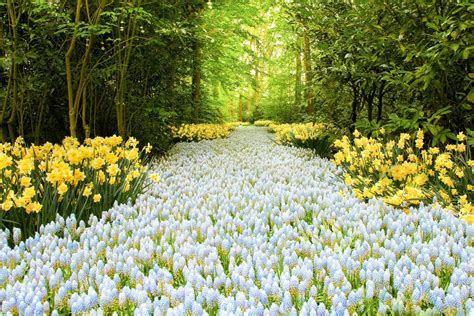 Download Yellow Flower White Flower Daffodil Forest Spring Nature ...