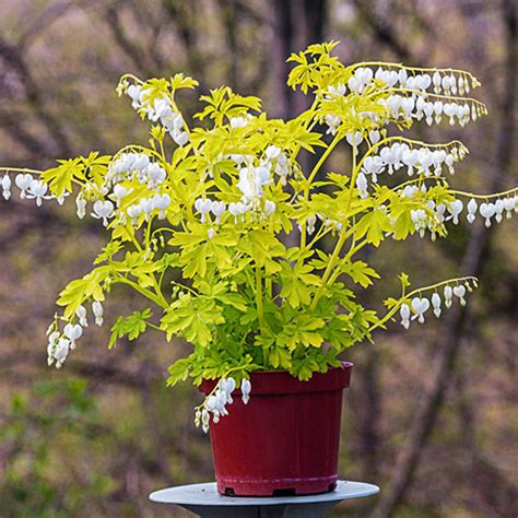 Dicentra spectabilis White Gold | K. van Bourgondien