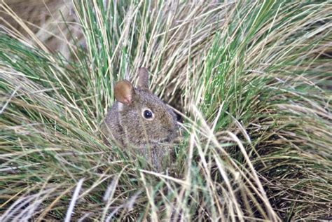 The volcano rabbit was declared extinct within this portion of its ...