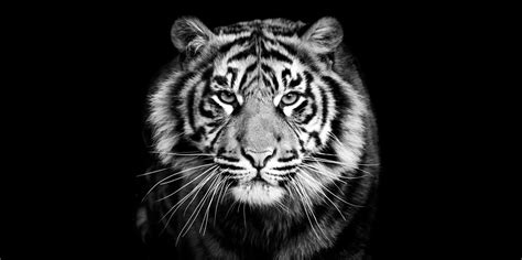 Animals black background images images | Zoo Animals