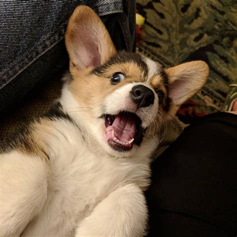 Pembroke Welsh Corgi Puppies For Sale | Auburn, WA #294102