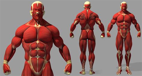 David Bittorf School - Muscle Reference