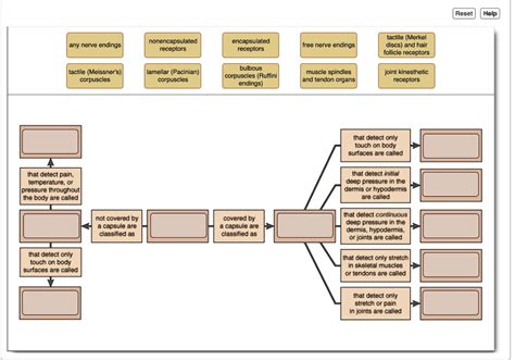 SOLVED: Complete the Concept Map to classify general sensory receptors ...