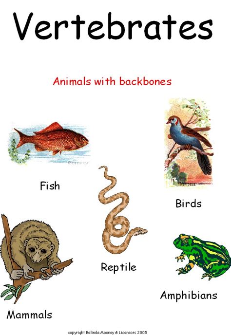 Vertebrate Animals Games images