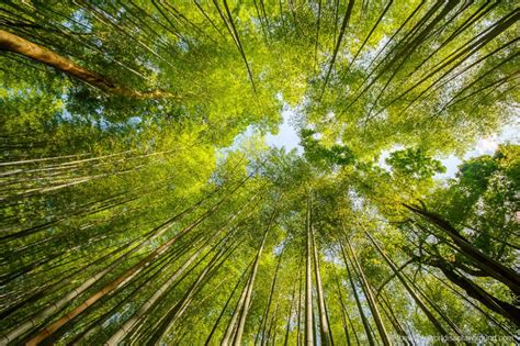 Arashiyama Bamboo Forest Kyoto (2023) | The Whole World Is A Playground ...