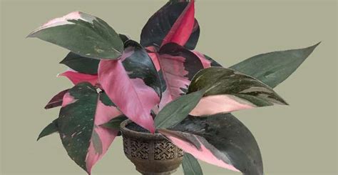 Philodendron Pink Princess (Philodendron Erubescens) Care Guide