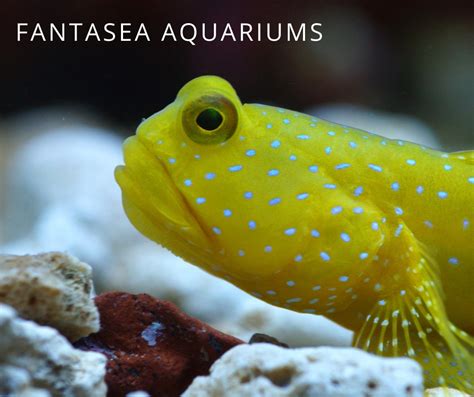 6 Small Saltwater Aquarium Fish | FantaSEA Aquariums