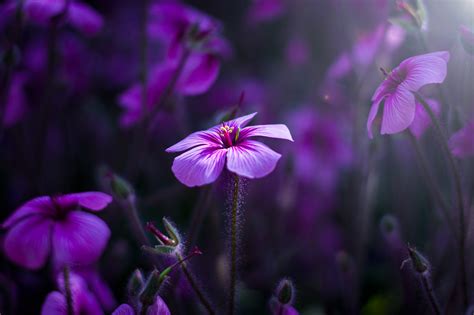 Purple Flowers Wallpaper,HD Flowers Wallpapers,4k Wallpapers,Images ...