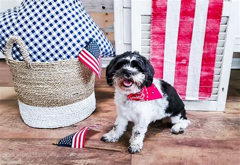 How to Make No-Sew Over-the-Collar Bandanas for your Dog - DIY Beautify ...