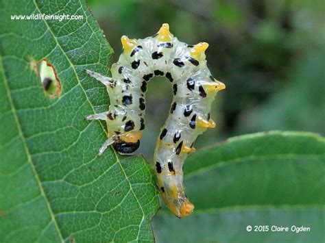 Identification of Sawfly caterpillars on garden plants, shrubs, trees ...