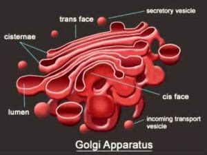 Golgi Apparatus - Definition, Function and Structure | Biology Dictionary