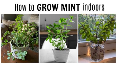 How to Grow Mint Indoors: 3 Growing Methods for Year-round Harvests