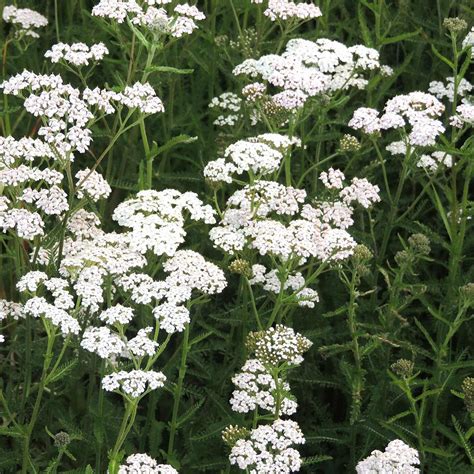 Achillea Millefolium Seeds 'Common Yarrow' | Buy Achillea Seeds Online ...