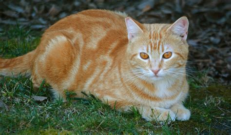 Top 10 Orange Cat Names for Your New Ginger Tabby- CatVills