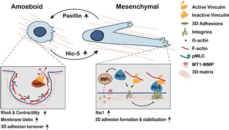 Figure 2 from Paxillin family of focal adhesion adaptor proteins and ...