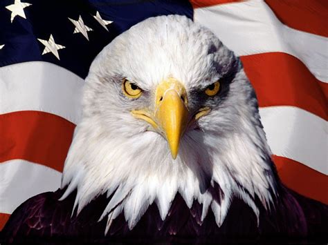 American Flag with Eagle Wallpaper - WallpaperSafari