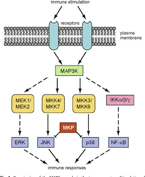 Jnk Mapk Pathway