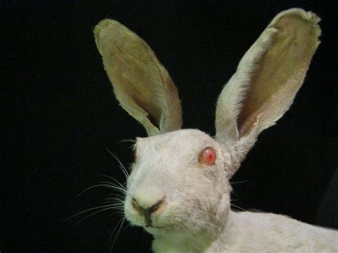 albino rabbit | Albino animals, Albino, Rare albino animals