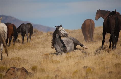 Images Of Wild Mustang Horses