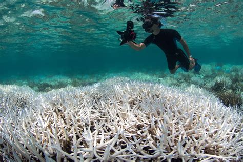 As Coral Bleaching Goes Global, Scientists Fear Worst Is Yet to Come ...