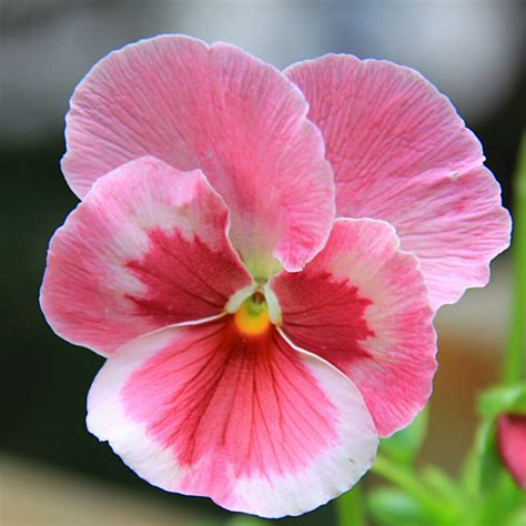 Pink Pansy Mix Color Wavy Viola Flower Seeds | Pansies flowers, Viola ...