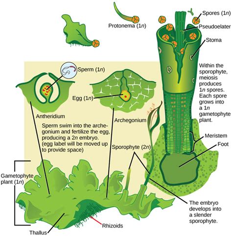 29.2B: Liverworts and Hornworts - Biology LibreTexts