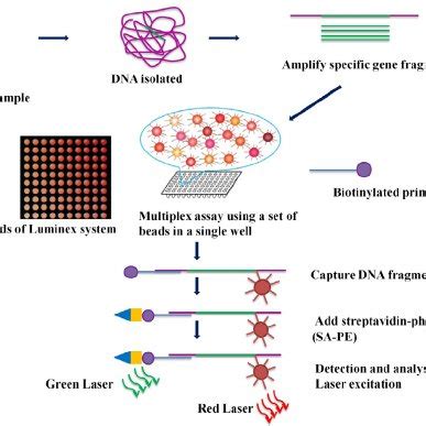 Principle of ELISA test | Download Scientific Diagram