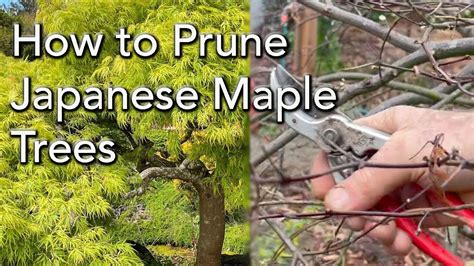 Pruning Weeping Japanese Maples - How and When to Trim ...