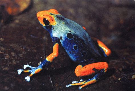 Enrico Bernard’s Dendrobates tinctorius “Tumucumaque” Poison Frog | The ...