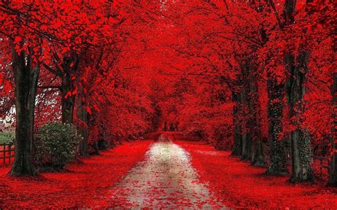 Top more than 64 red tree wallpaper latest - in.cdgdbentre