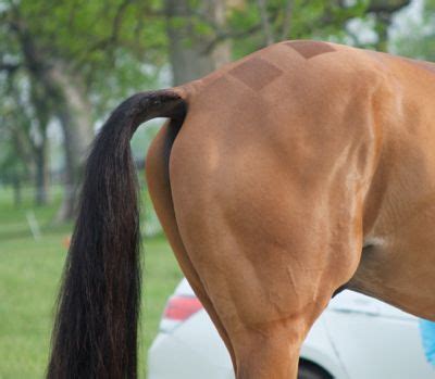 Grooming the top of your horse's tail - pulling is an option! http ...