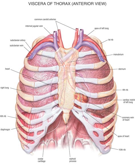 HB Anatomy Thorax