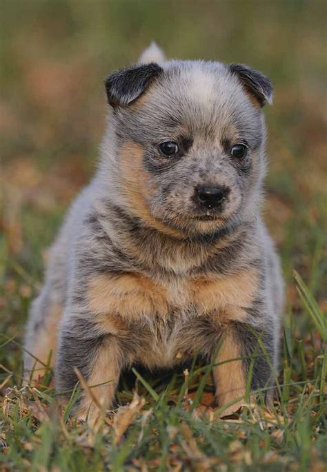 Pictures of Blue Heelers - Beautiful Images of Australian Cattle Dogs